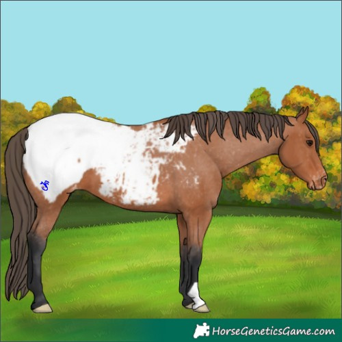 Horse Color:Bay Appaloosa 