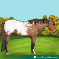 Horse Color:Bay Appaloosa