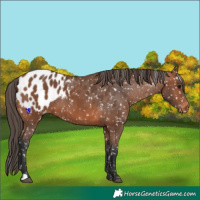 Horse Color:Bay Appaloosa