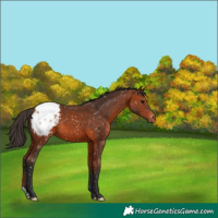 Horse Color:Bay Appaloosa