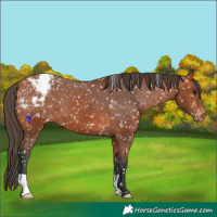 Horse Color:Bay Appaloosa
