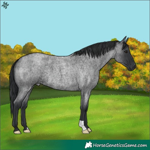 Horse Color:Blue Roan 