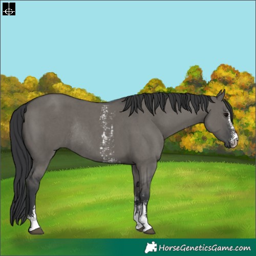 Horse Color:Grullo Sabino Rabicano 