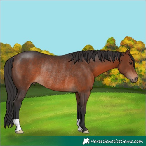 Horse Color:Brown Rabicano 