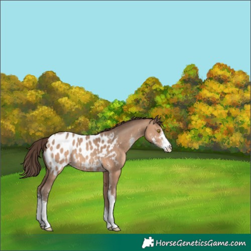 Horse Color:Sable Champagne Sabino Appaloosa 