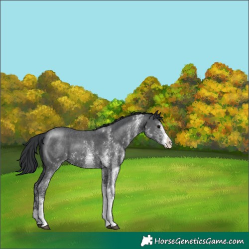 Horse Color:White Spotted Black 