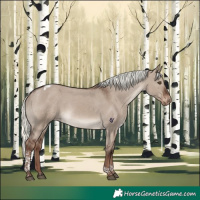 Horse Color:Liver Red Dun Mushroom Tobiano Appaloosa Rabicano