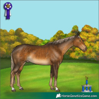 Horse Color:Chocolate Palomino 
