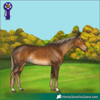 Horse Color:Chocolate Palomino 
