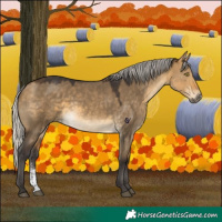 Horse Color:Silver Buckskin Dun Sabino
