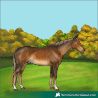 Horse Color:Chocolate Palomino 