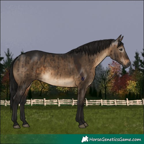 Horse Color:Gray Brown Dun Rabicano Brindle