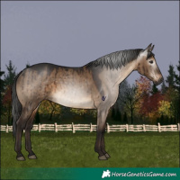 Horse Color:Gray Brown Dun Rabicano Brindle 