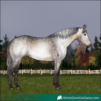 Horse Color:Gray Brown Dun Rabicano Brindle 