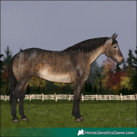 Horse Color:Gray Brown Dun Rabicano Brindle