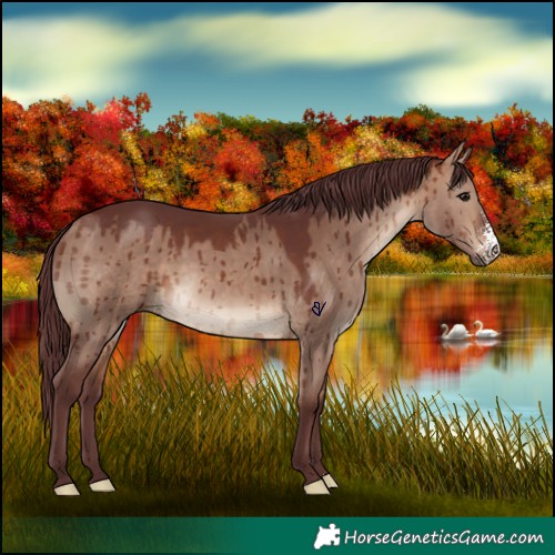 Horse Color:Chocolate Bay Dun Sabino Rabicano Brindle