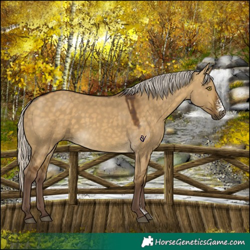 Horse Color:Chocolate Silver Buckskin Dun Sabino Rabicano