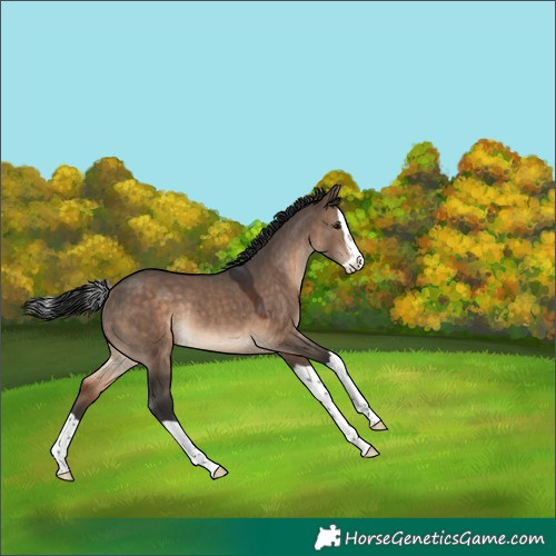 Horse Color:Brown Dun Splash Rabicano 