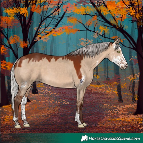 Horse Color:Silver Bay Dun Sabino Rabicano 