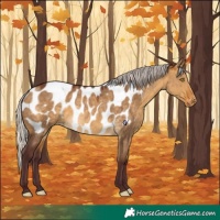 Horse Color:Chocolate Silver Buckskin Dun Appaloosa Rabicano 