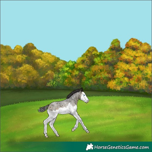Horse Color:Buckskin Roan Splash Rabicano 