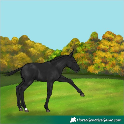 Horse Color:Gray Black 