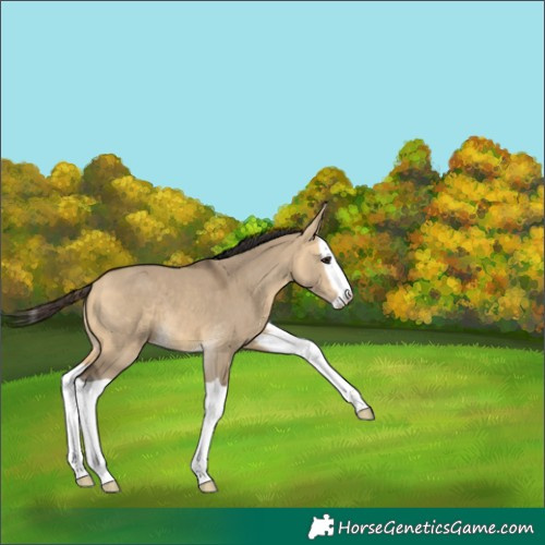 Horse Color:Buckskin Dun Splash 