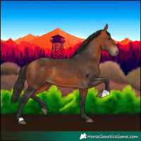 Horse Color:Bay 