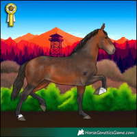 Horse Color:Bay 