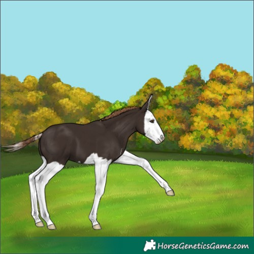 Horse Color:Liver Chestnut Splash 