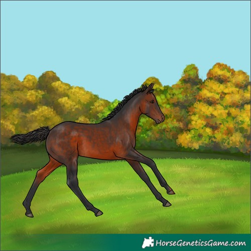 Horse Color:Brown 