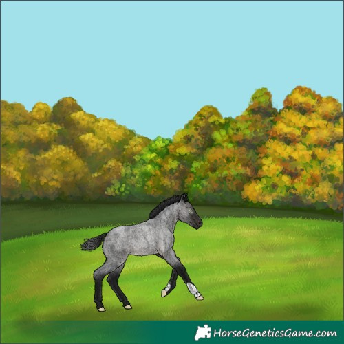 Horse Color:Gray Buckskin Roan Rabicano 