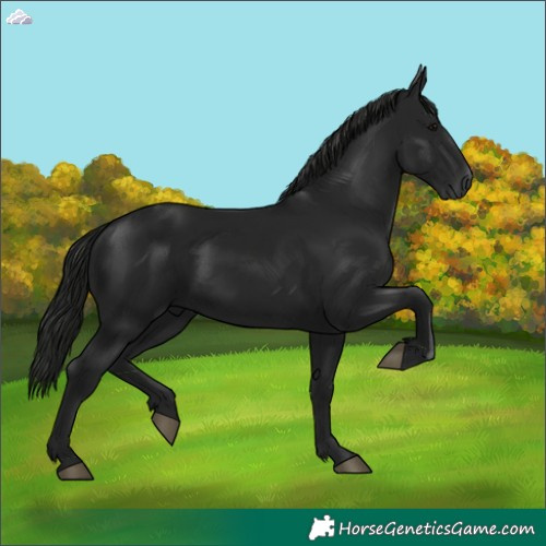 Horse Color:Gray Black 