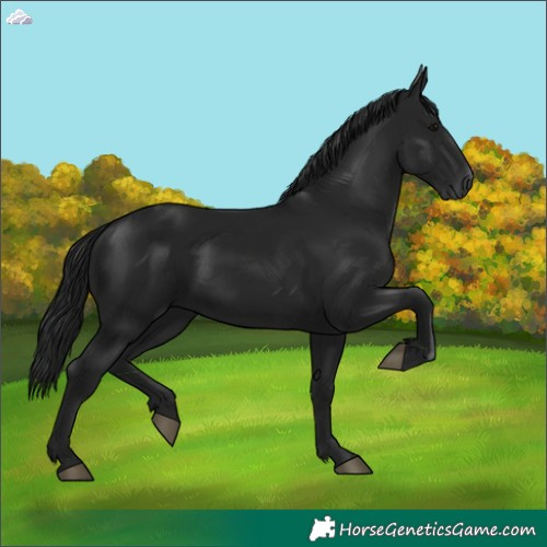 Horse Color:Gray Black 