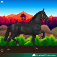 Horse Color:Gray Black 