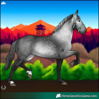 Horse Color:Gray Black 