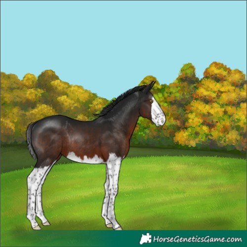 Horse Color:Gray Brown Splash Rabicano 