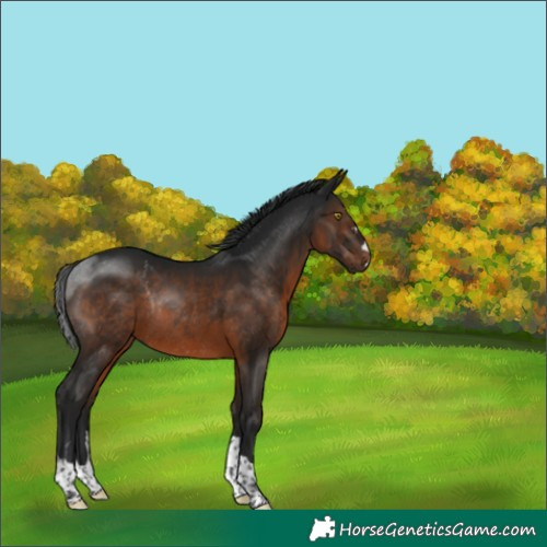 Horse Color:Gray Brown Rabicano 