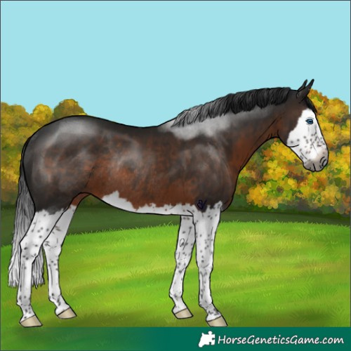 Horse Color:Gray Brown Splash Rabicano 