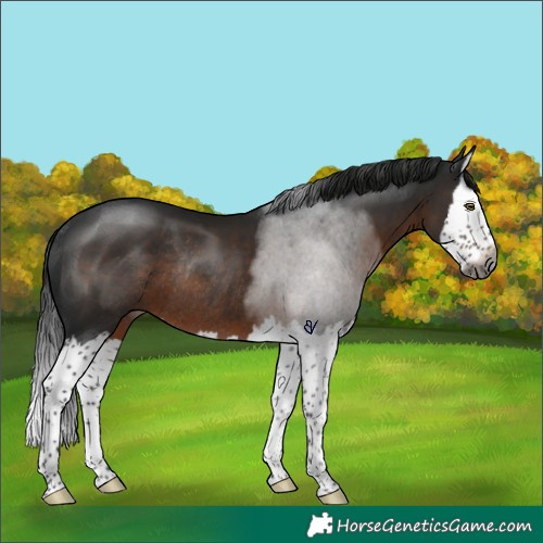 Horse Color:Gray Brown Splash Rabicano 