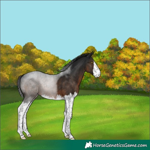 Horse Color:Gray Brown Splash Rabicano 