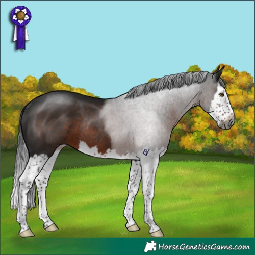 Horse Color:Gray Brown Splash Rabicano