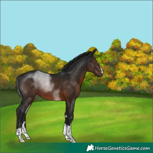 Horse Color:Gray Brown Rabicano 
