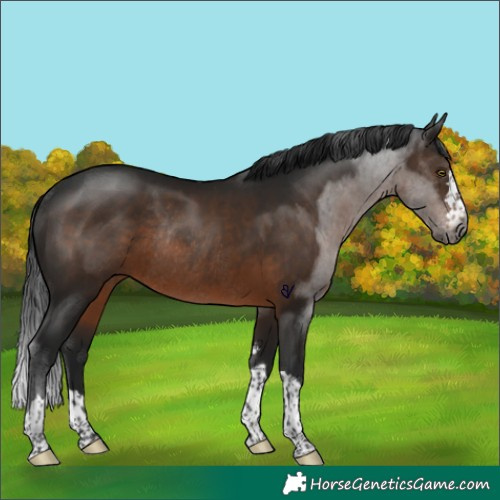 Horse Color:Gray Brown Rabicano 