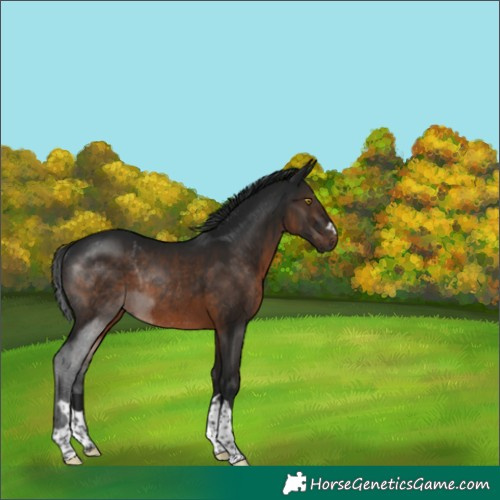 Horse Color:Gray Brown Rabicano 