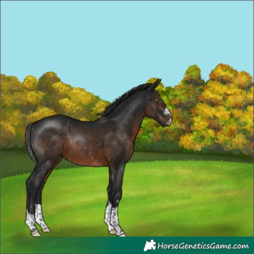 Horse Color:Gray Brown Rabicano 