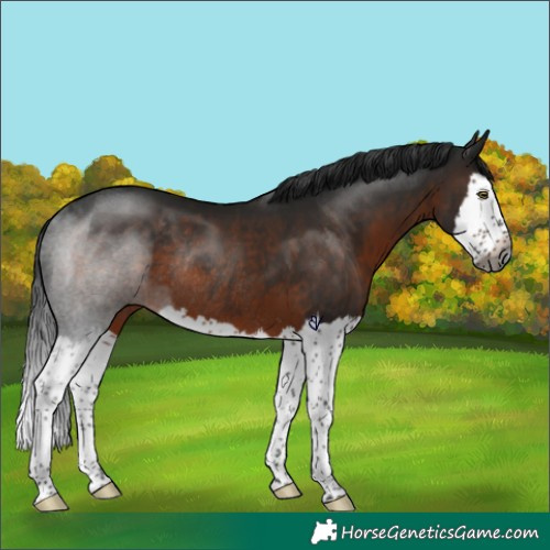Horse Color:Gray Brown Splash Rabicano 