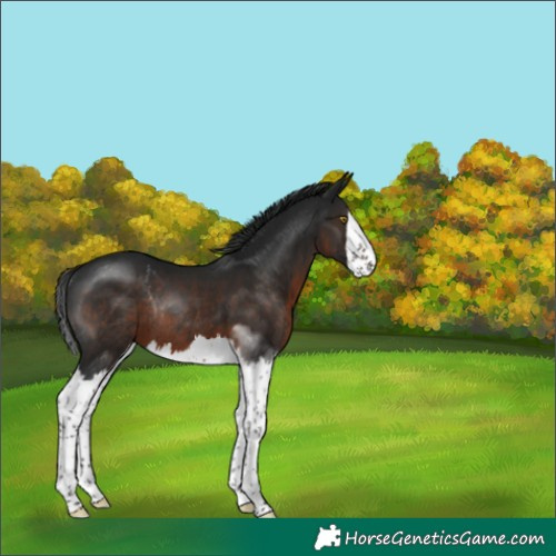 Horse Color:Gray Brown Splash Rabicano 