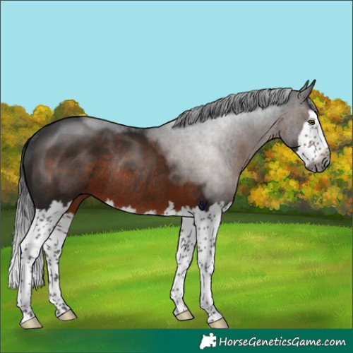Horse Color:Gray Brown Splash Rabicano 
