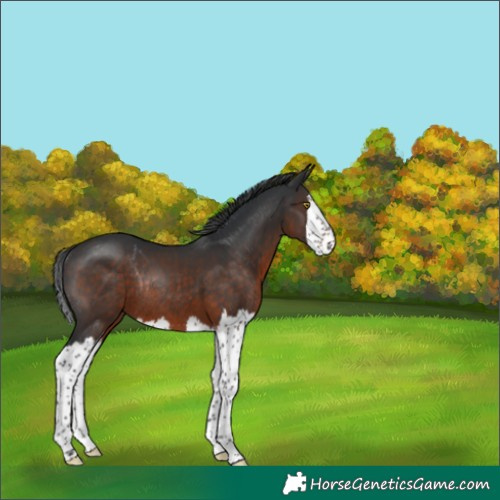 Horse Color:Brown Splash Rabicano 